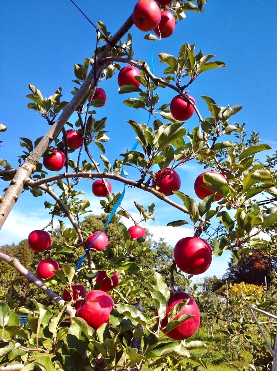 2回目の「りんご」収穫へ